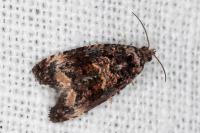 Endothenia gentianaeana