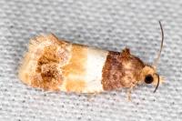 Epinotia festivana