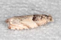 Gypsonoma minutana