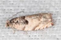 Gypsonoma minutana