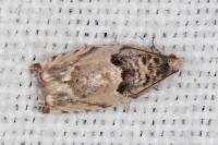 Gypsonoma minutana