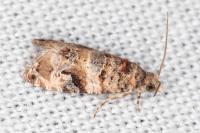 Lobesia botrana