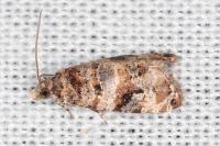 Lobesia botrana