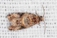 Lobesia botrana