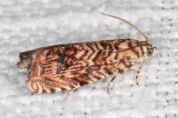 Pammene amygdalana