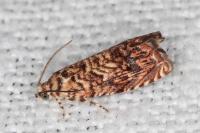 Pammene amygdalana