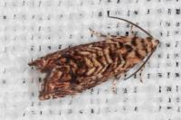 Pammene amygdalana