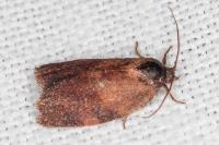 Cacoecimorpha pronubana