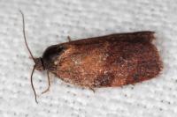 Cacoecimorpha pronubana