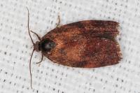 Cacoecimorpha pronubana