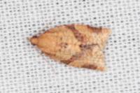Clepsis consimilana