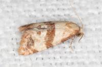 Phalonidia contractana