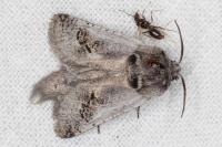 Parahypopta caestrum