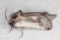 Parahypopta caestrum