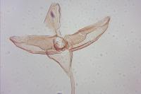 Agnathosia mendicella