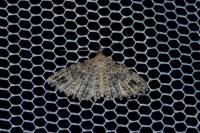Alucita hexadactyla