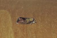 Ptycholoma lecheana