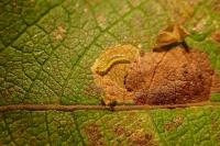 Ectoedemia intimella