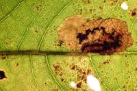 Ectoedemia intimella