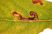 Stigmella salicis