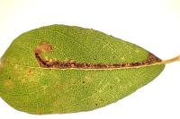 Stigmella salicis