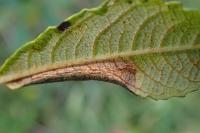 Phyllonorycter