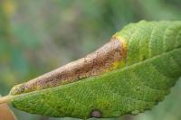 Phyllonorycter