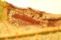 Phyllonorycter