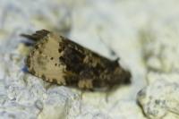 Hedya ochroleucana