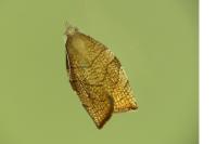 Pandemis corylana
