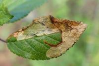Lyonetia prunifoliella