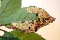 Lyonetia prunifoliella