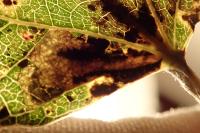 Ectoedemia argyropeza