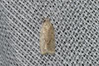 Agonopterix assimilella