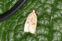 Agonopterix assimilella
