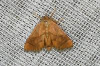 Apoda limacodes