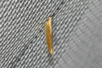 Argyresthia albistria/semitestacella