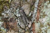 Blastobasis