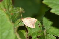 Carcina quercana