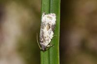 Celypha woodiana