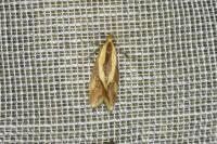 Harpella forficella