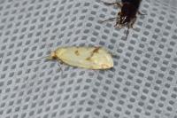 Agapeta hamana