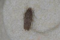Bryotropha