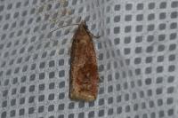 Endothenia ericetana