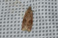 Endothenia ericetana