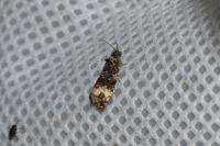 Endothenia gr. gentianaeana