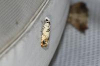 Eucosma campoliliana