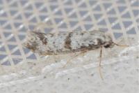 Scythropia crataegella
