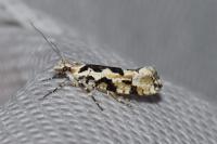 Ypsolopha sequella
