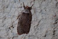 Agonopterix gr. adspersella